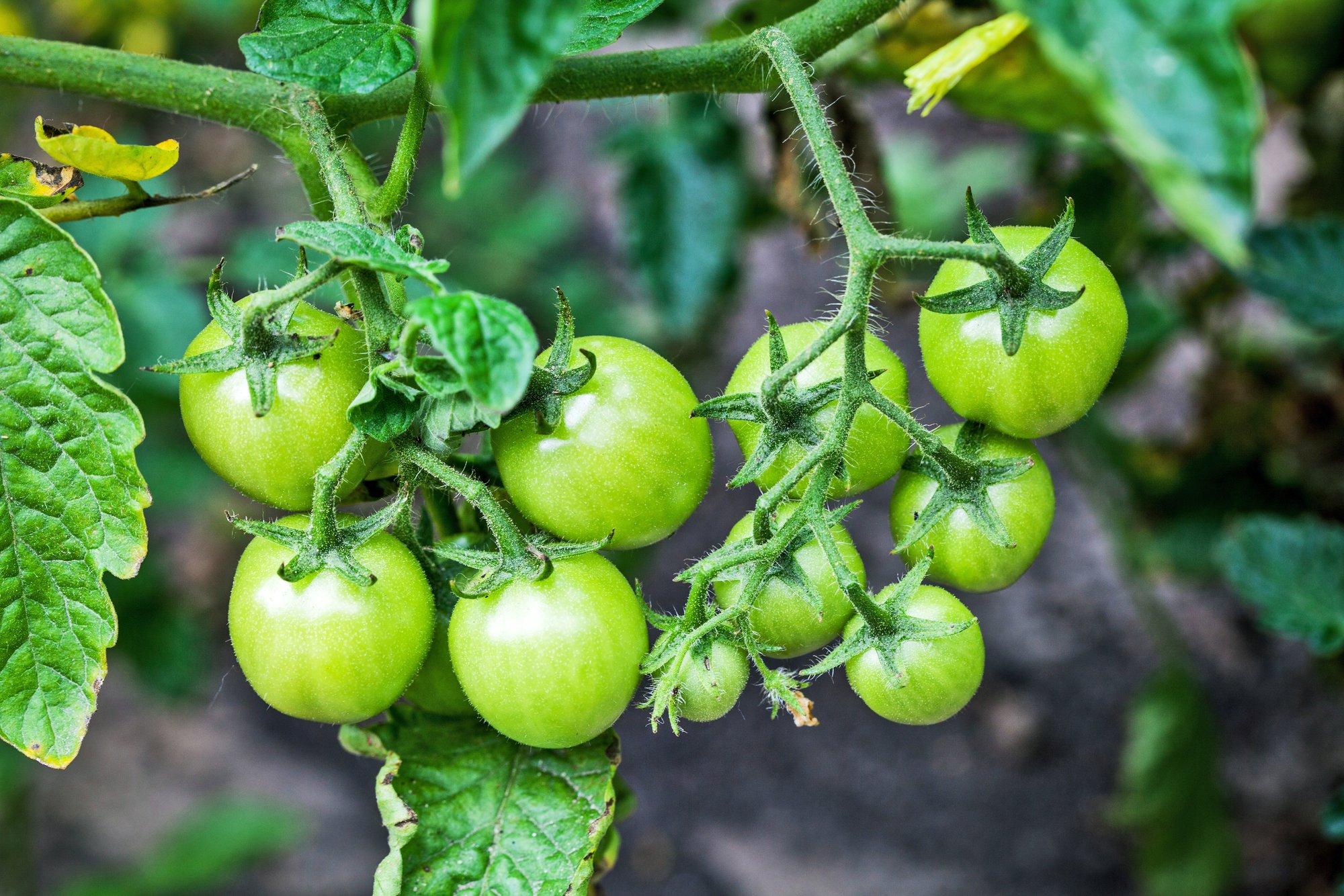 Чем подкормить помидоры после высадки в грунт